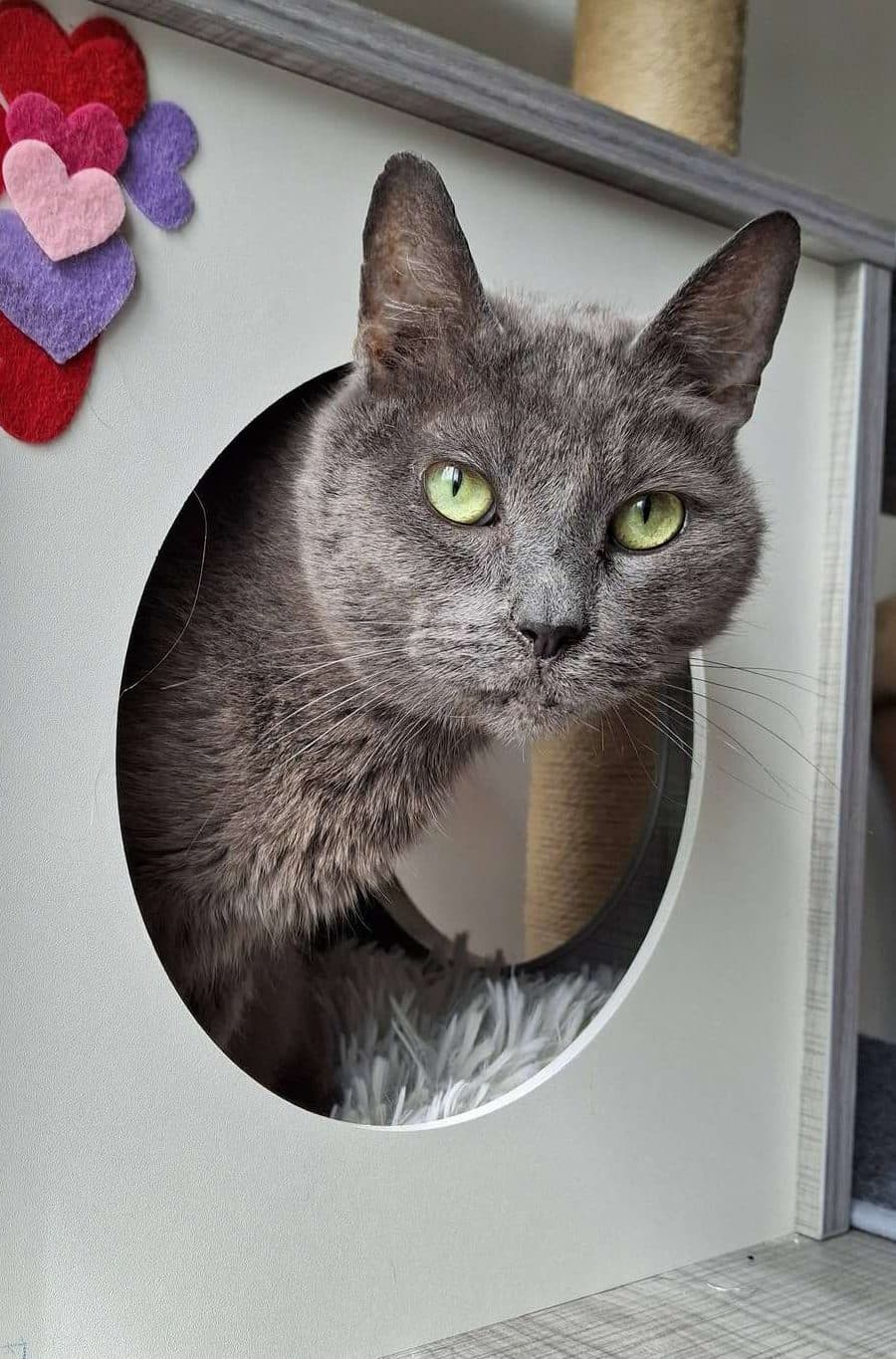 Kentucky - Domestic Shorthair cat available for adoption at Furry Tales Cat Rescue in Ontario
