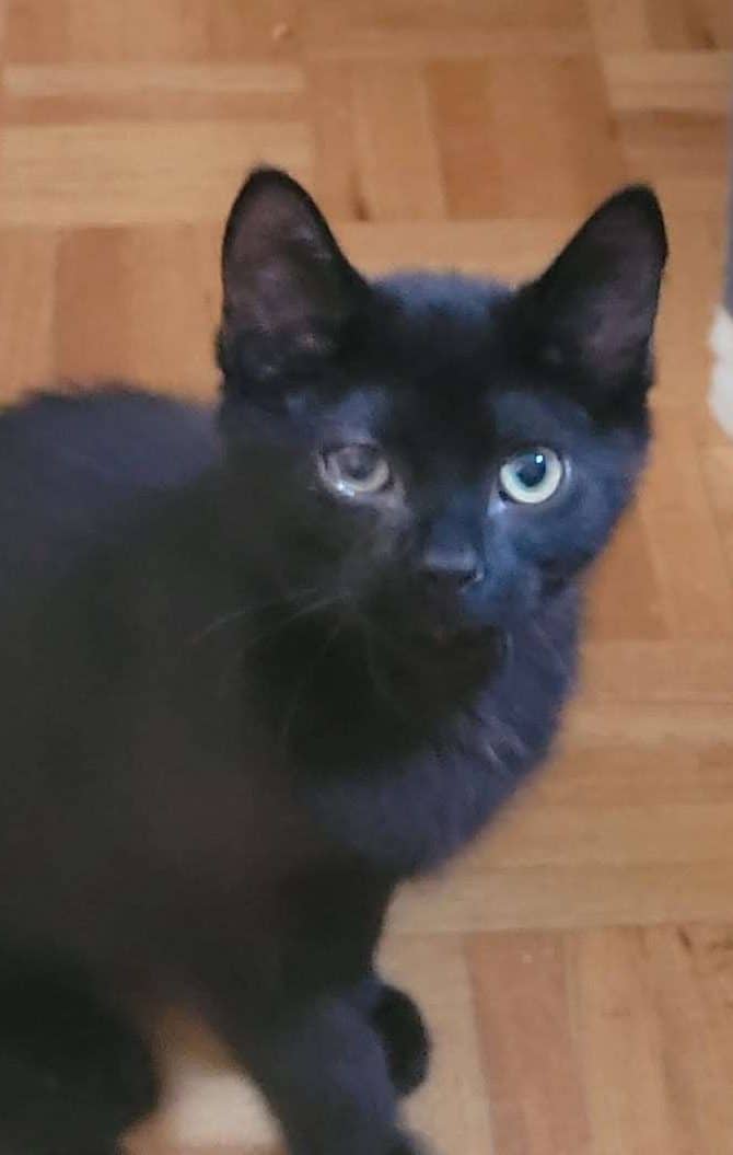 Andre Curtis - Domestic Shorthair cat available for adoption in Ontario