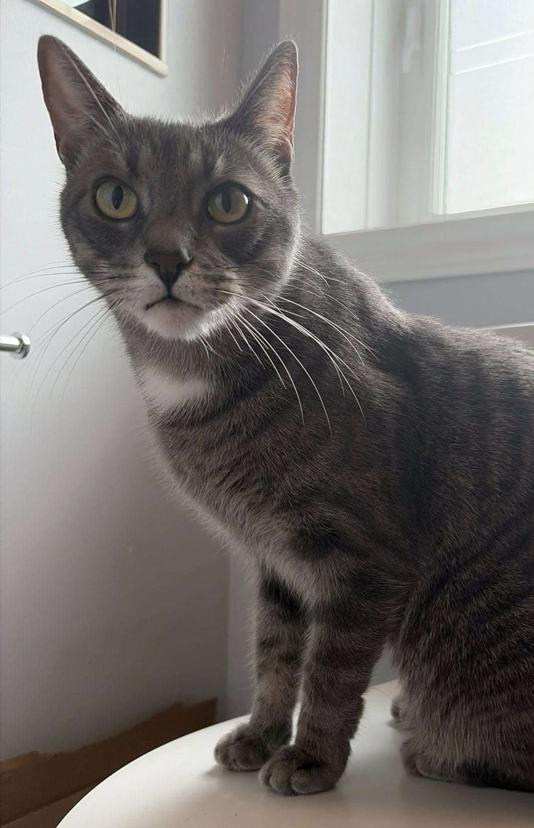 Newbie - Domestic Shorthair cat available for adoption at Furry Tales Cat Rescue in Ottawa