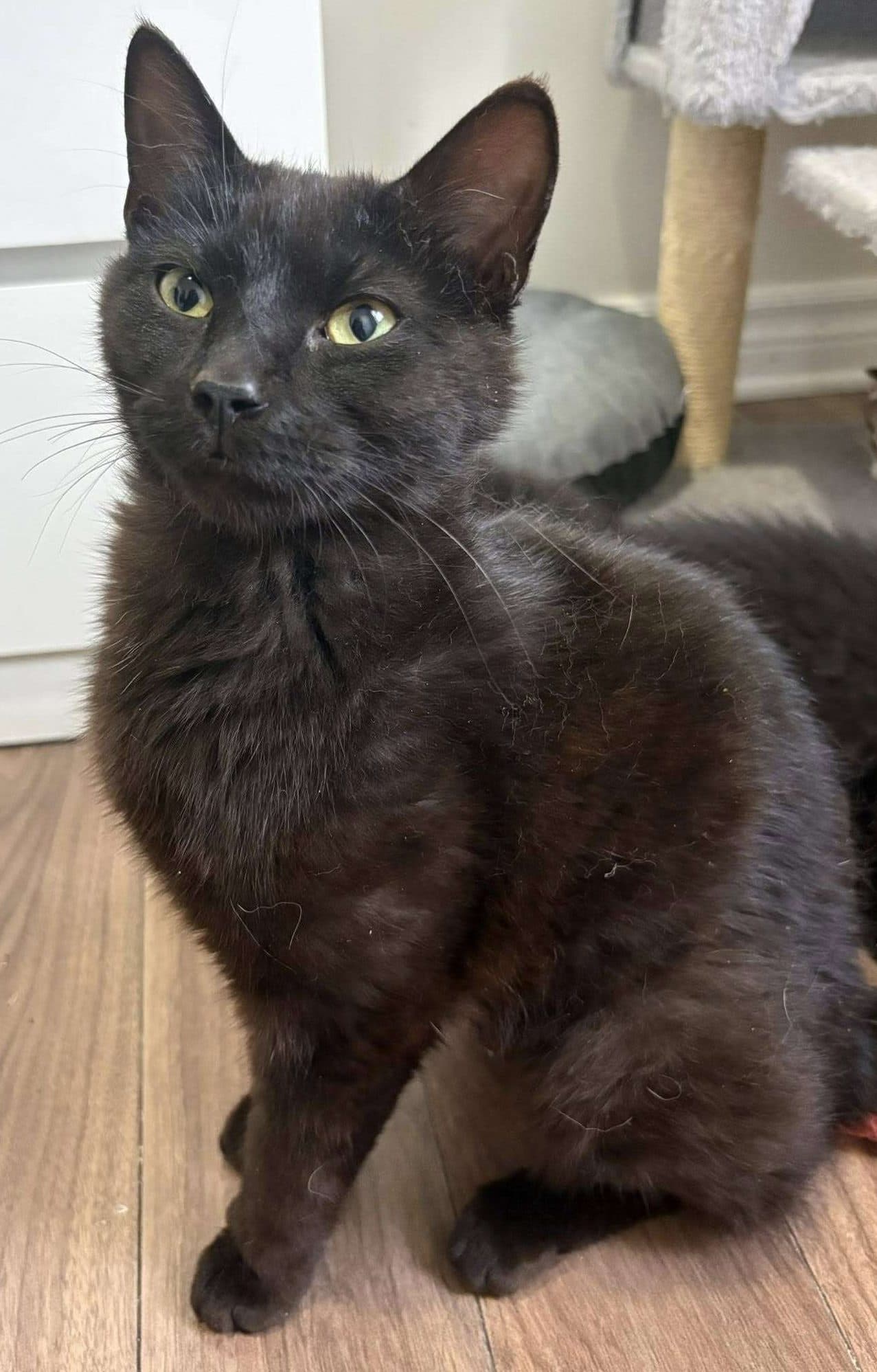Calliope - Domestic Shorthair cat available for adoption at Furry Tales Cat Rescue in Ottawa