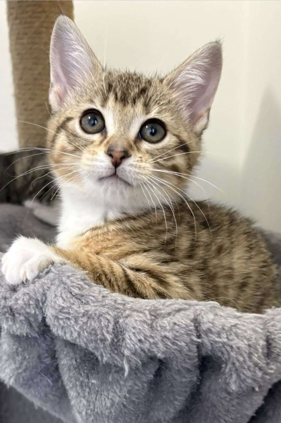 Carmen - Domestic Shorthair cat available for adoption in Calgary