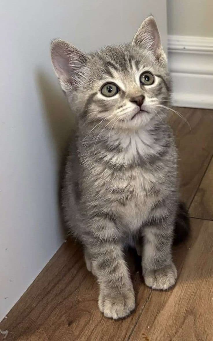 Clara - Domestic Shorthair cat available for adoption in Calgary