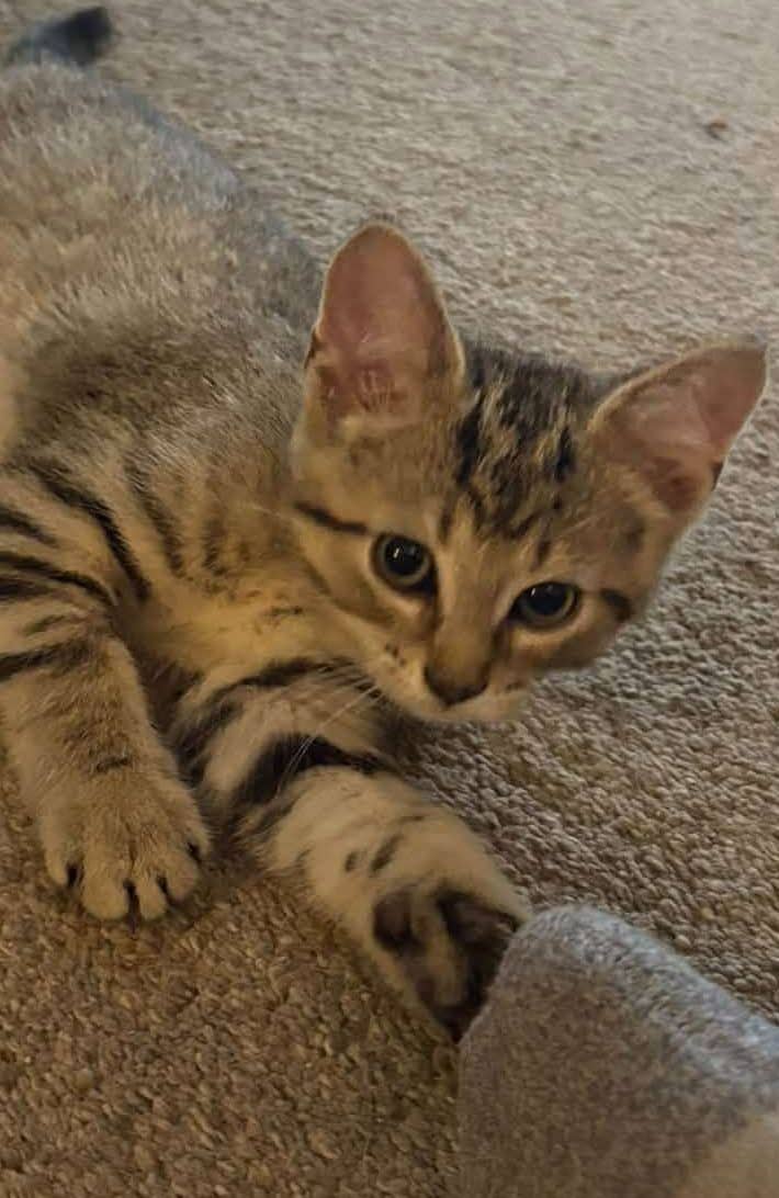 Odysseus - Domestic Shorthair cat available for adoption at Furry Tales Cat Rescue in Ottawa
