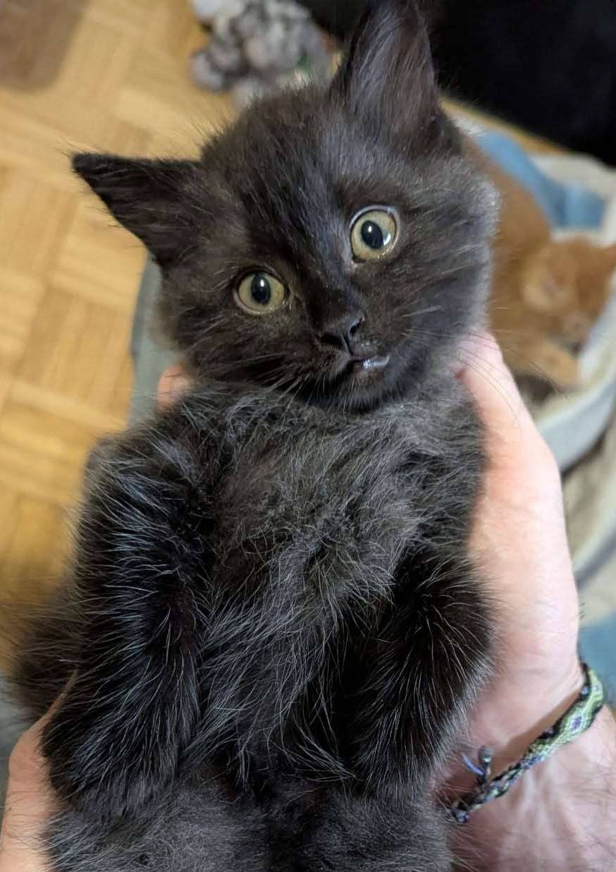 Little Bear - Domestic Shorthair cat available for adoption at Furry Tales Cat Rescue in Ottawa
