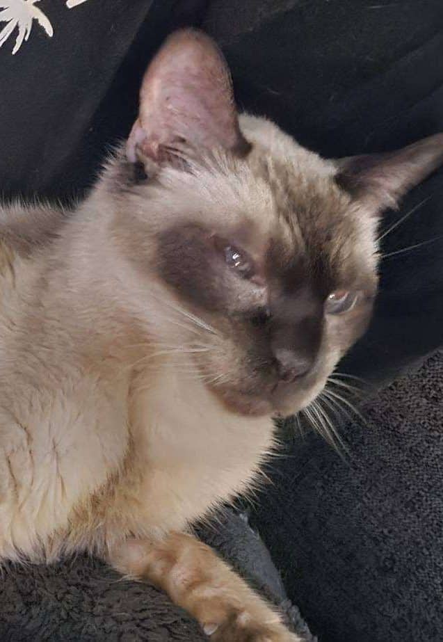 Mr. Bean - Domestic Shorthair cat available for adoption at Furry Tales Cat Rescue in Ottawa