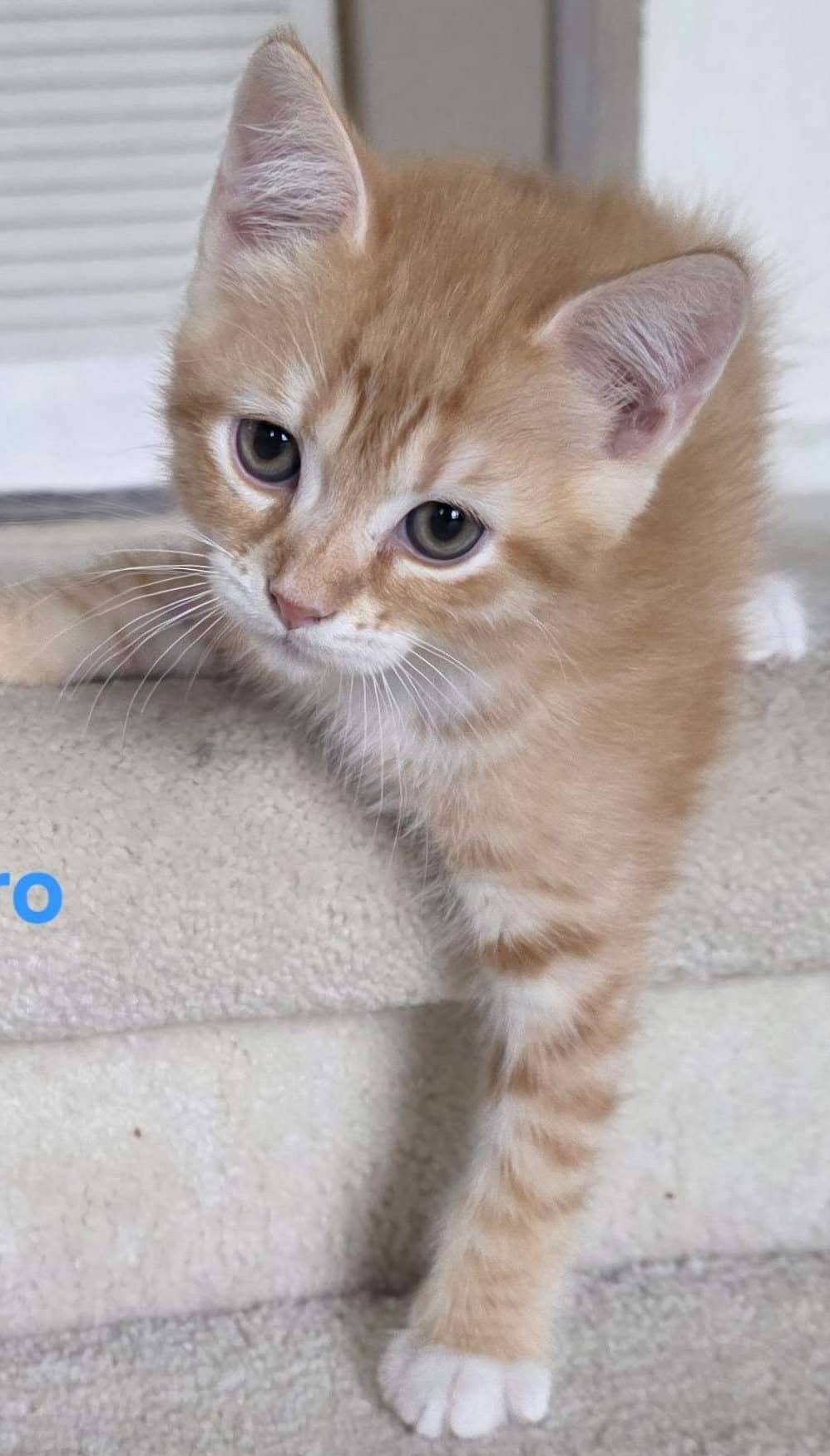 Allegro - Domestic Shorthair available for adoption