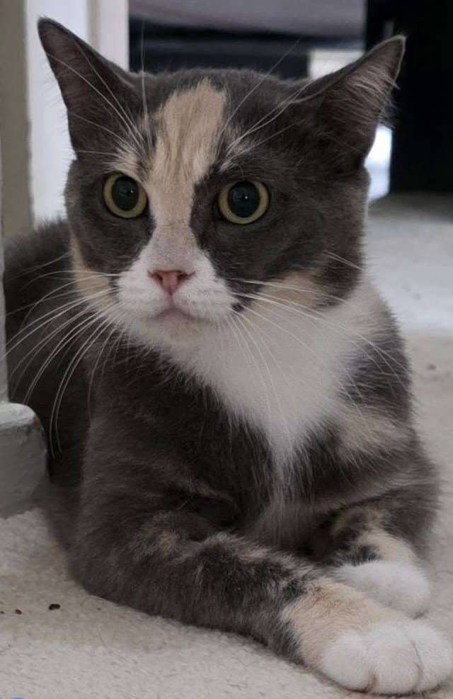 Chicka - Domestic Shorthair available for adoption