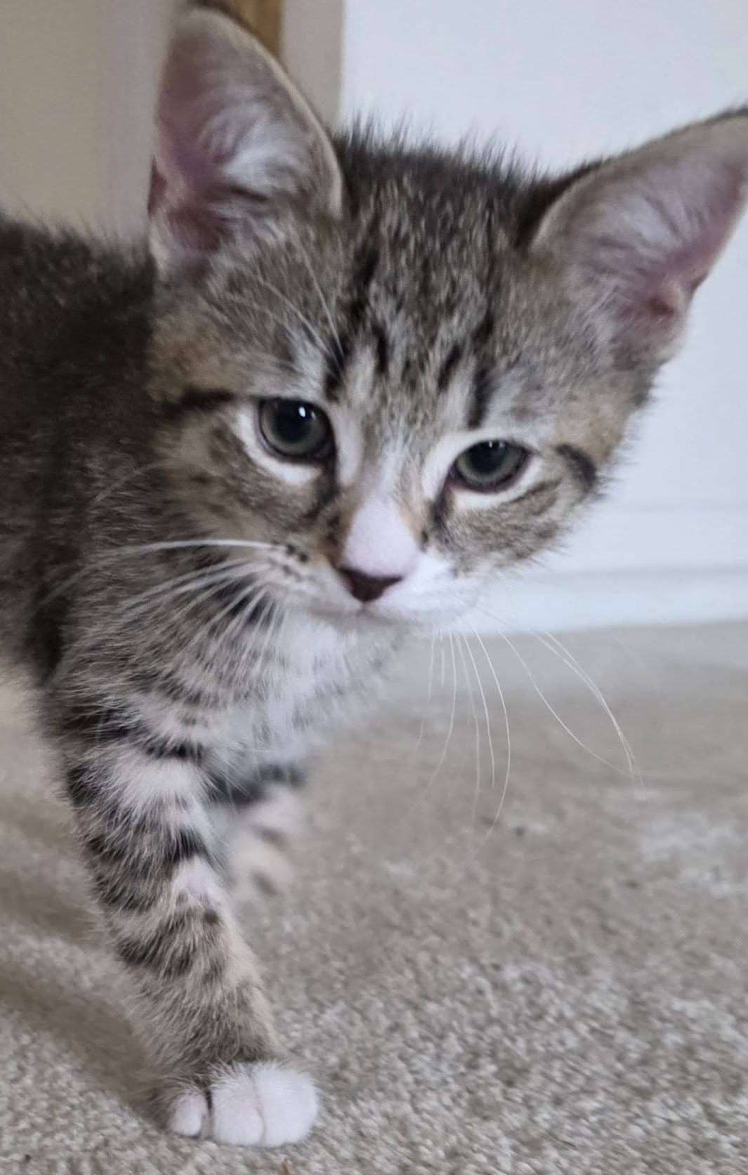 Dolce - Domestic Shorthair available for adoption