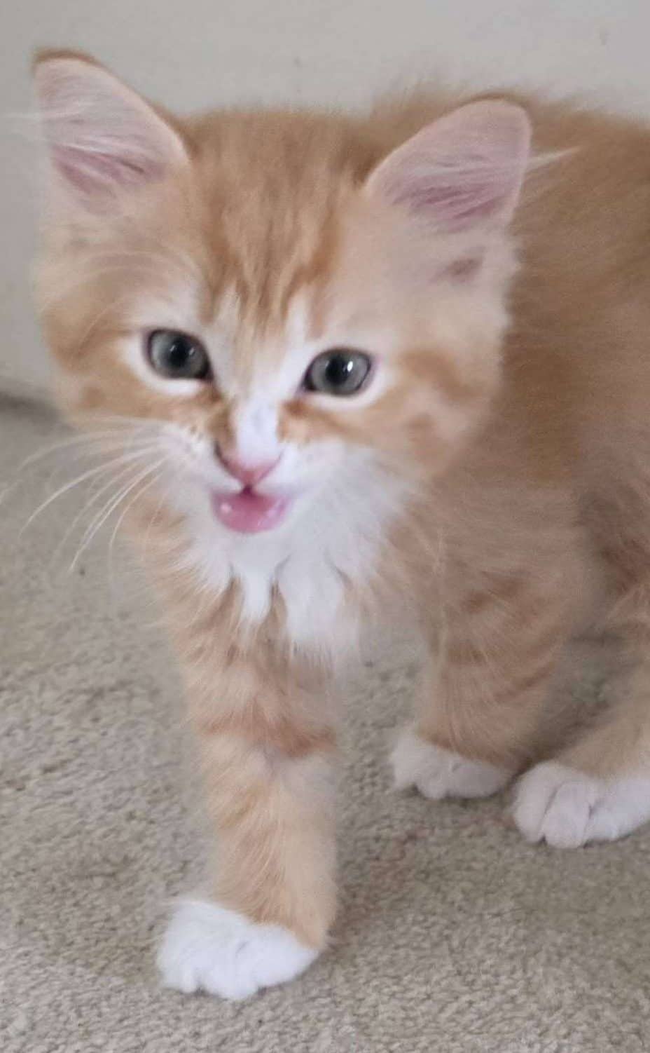 Giuseppe - Domestic Shorthair available for adoption