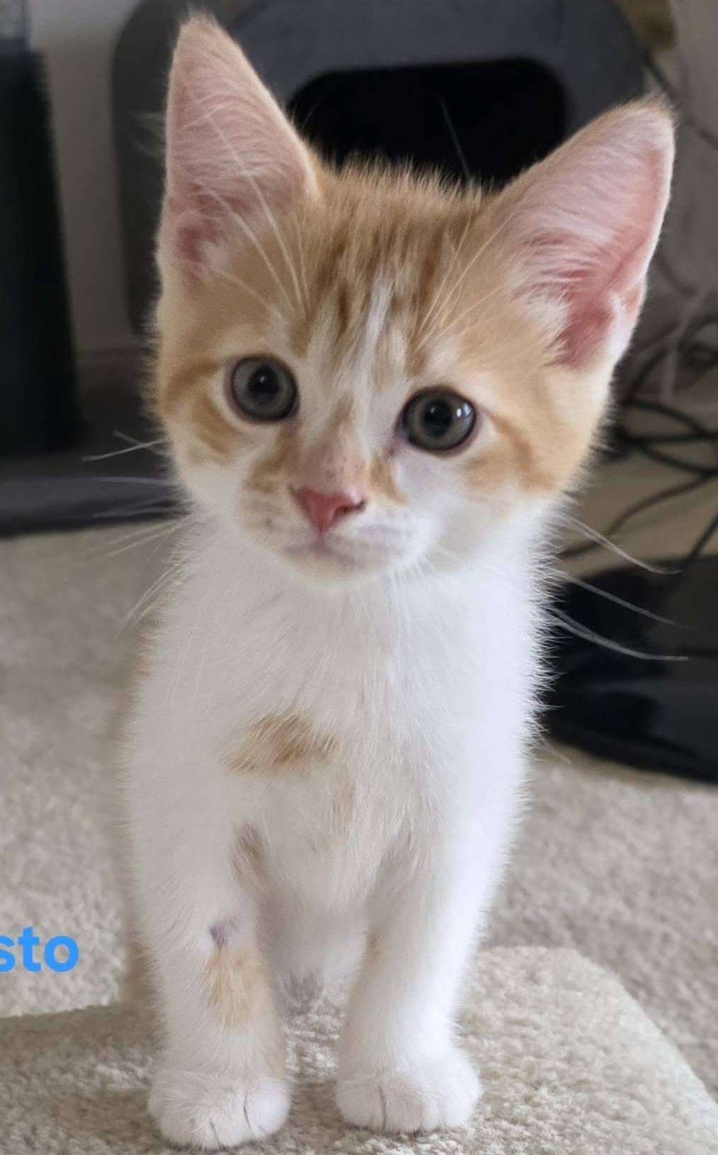 Presto - Domestic Shorthair available for adoption