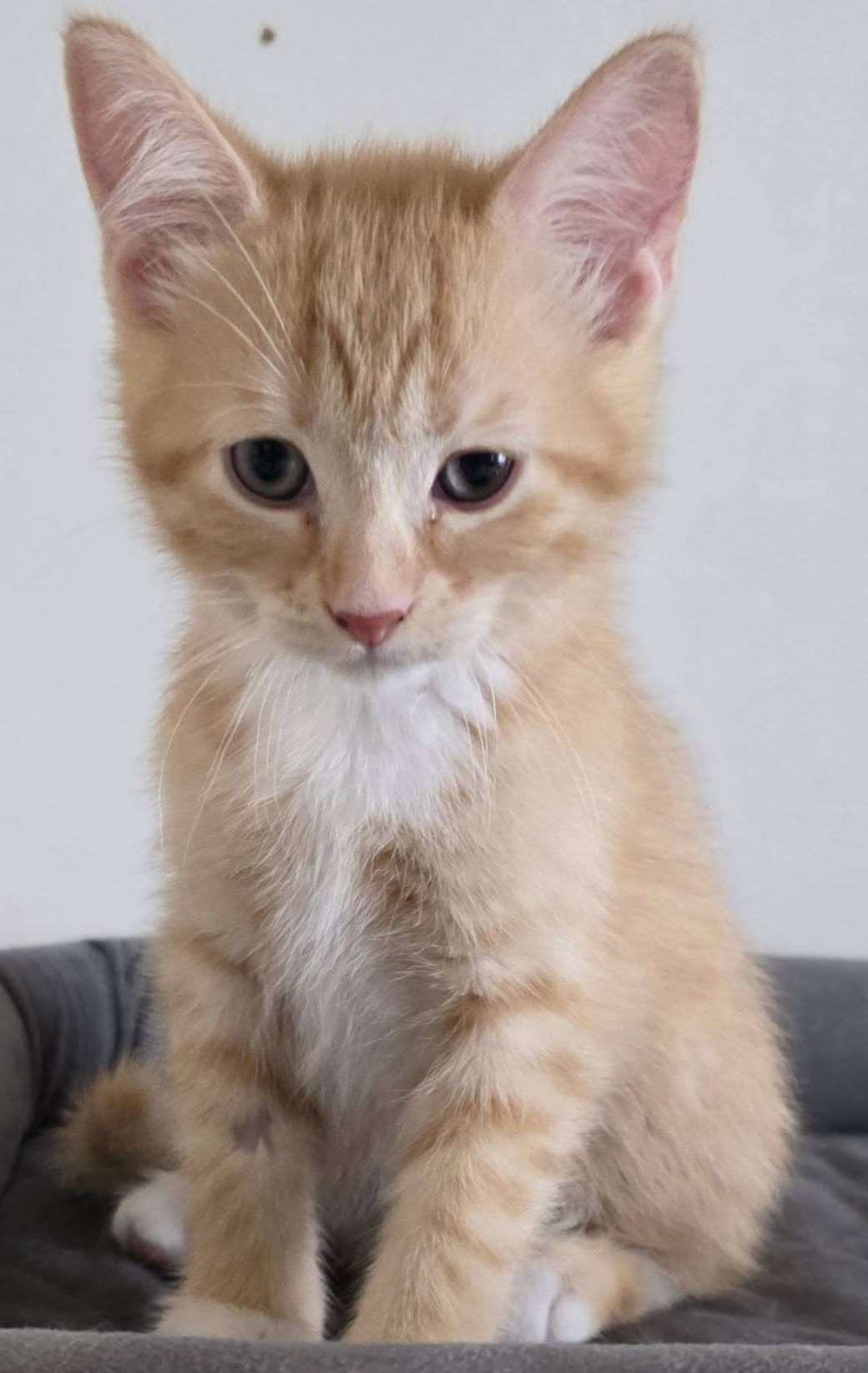 Sonata - Domestic Shorthair available for adoption