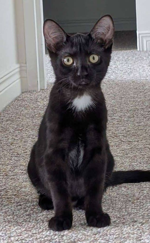 Chanel - Domestic Shorthair available for adoption