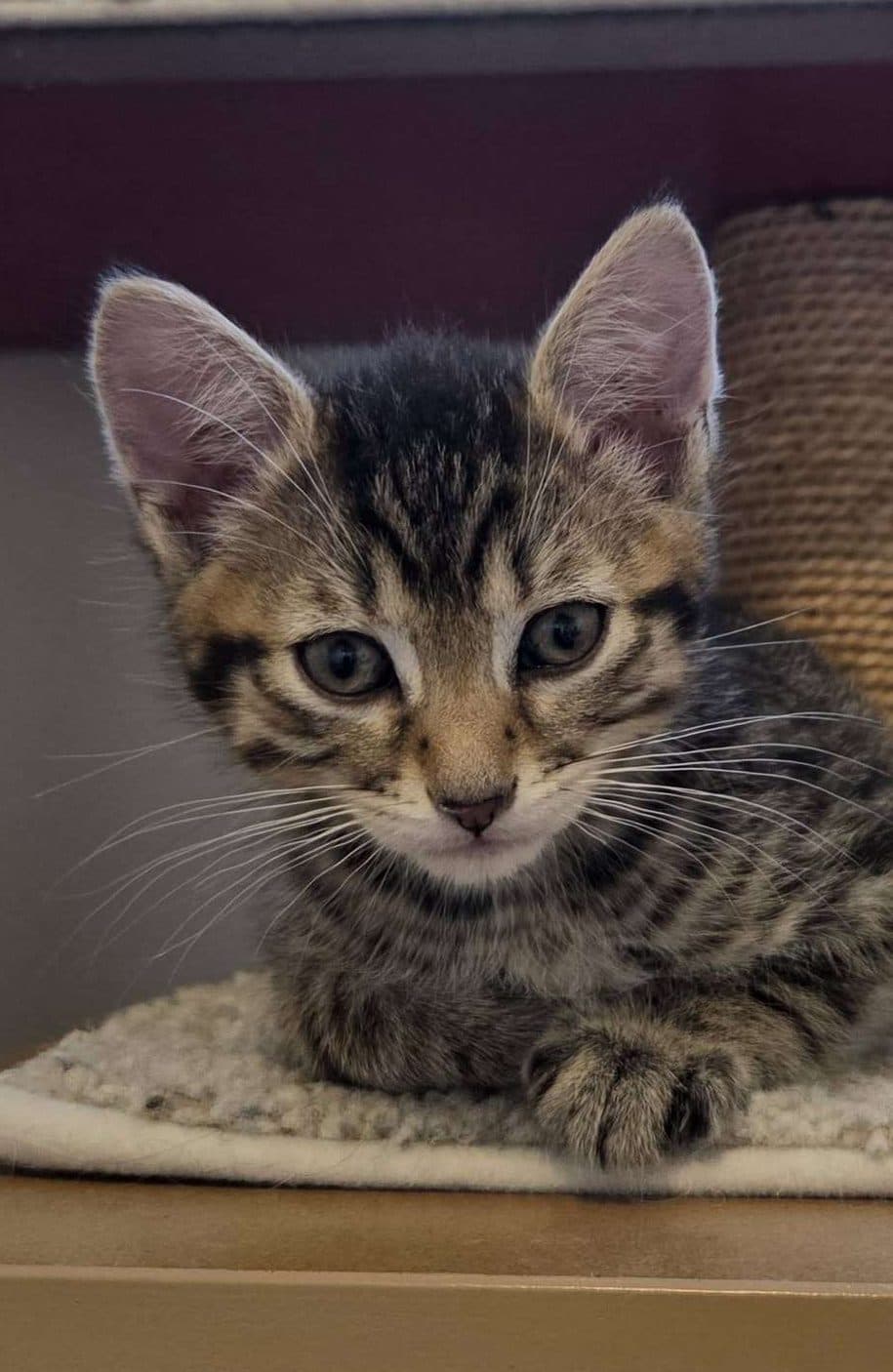 Cartier - Domestic Shorthair cat available for adoption in Calgary