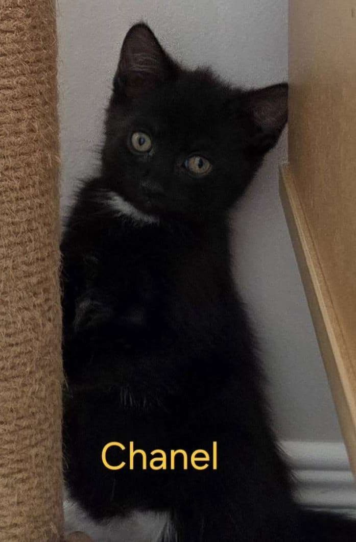 Chanel - Domestic Shorthair cat available for adoption in Calgary