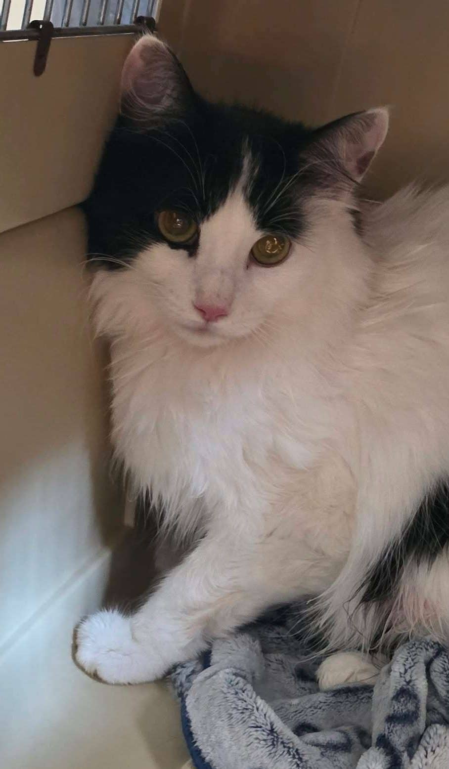 Clare - Domestic Shorthair available for adoption