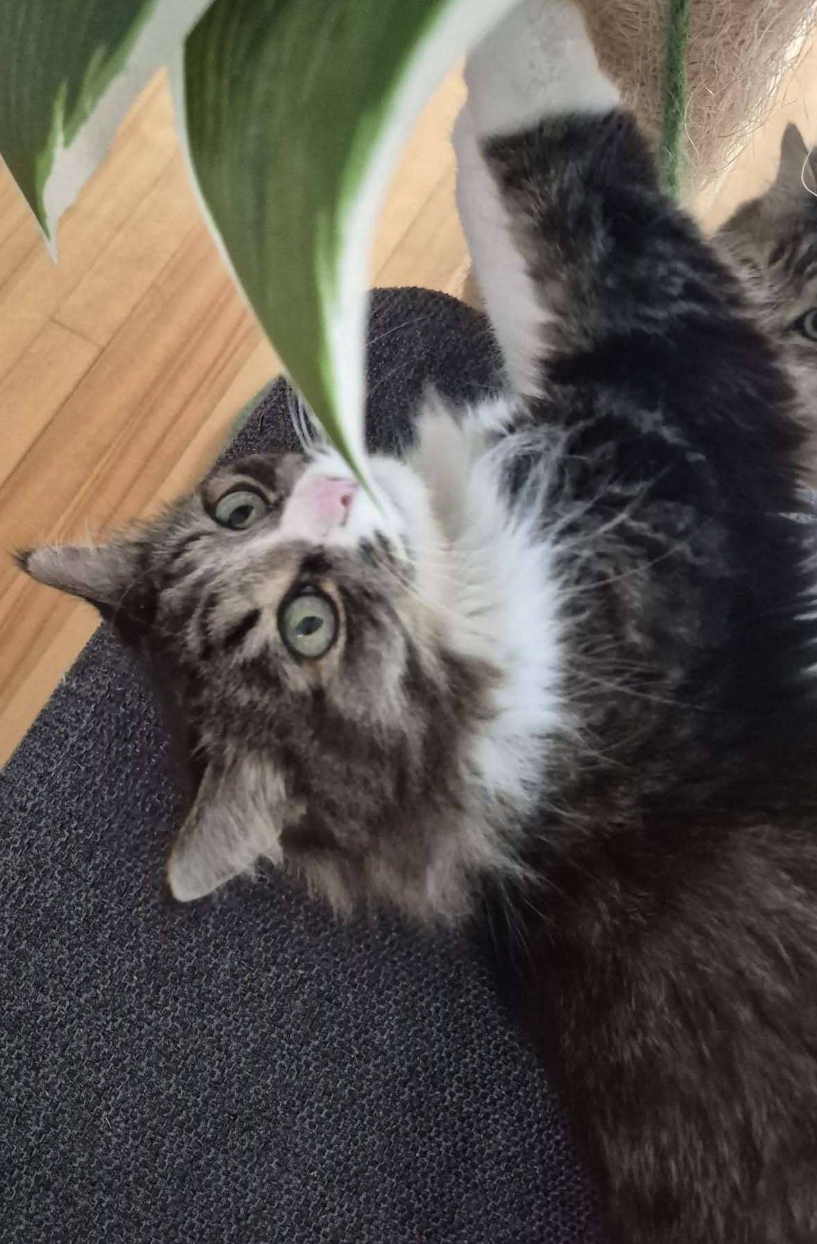 Buffy - Domestic Shorthair available for adoption