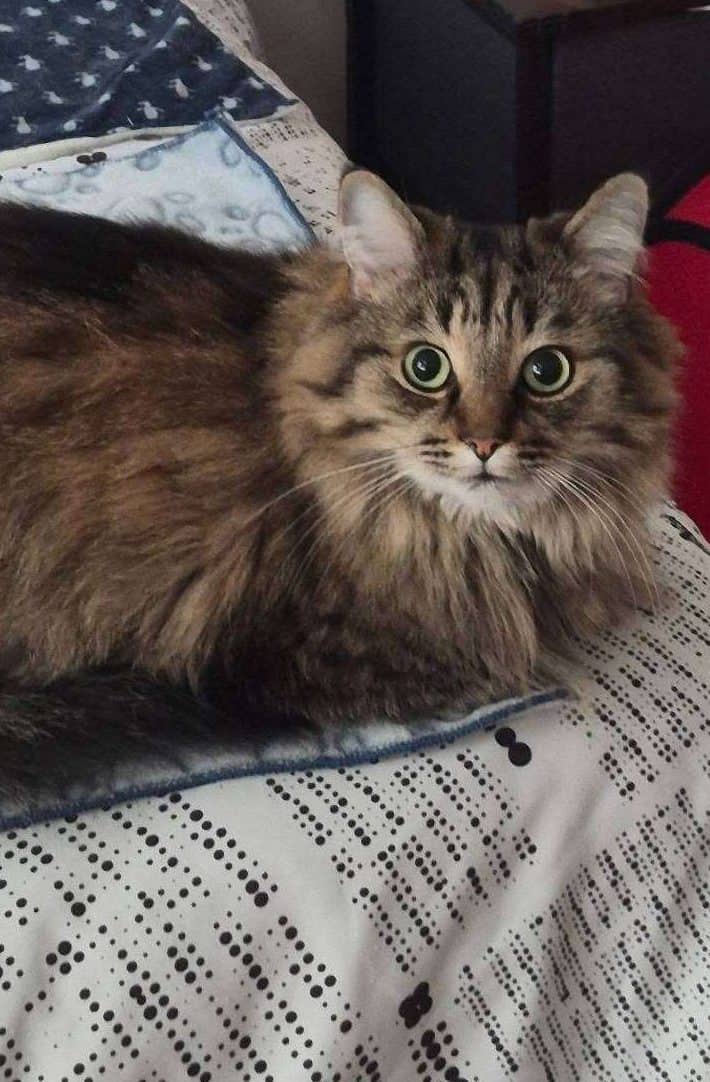 Nee Nee - Domestic Shorthair cat available for adoption at Furry Tales Cat Rescue in Ottawa