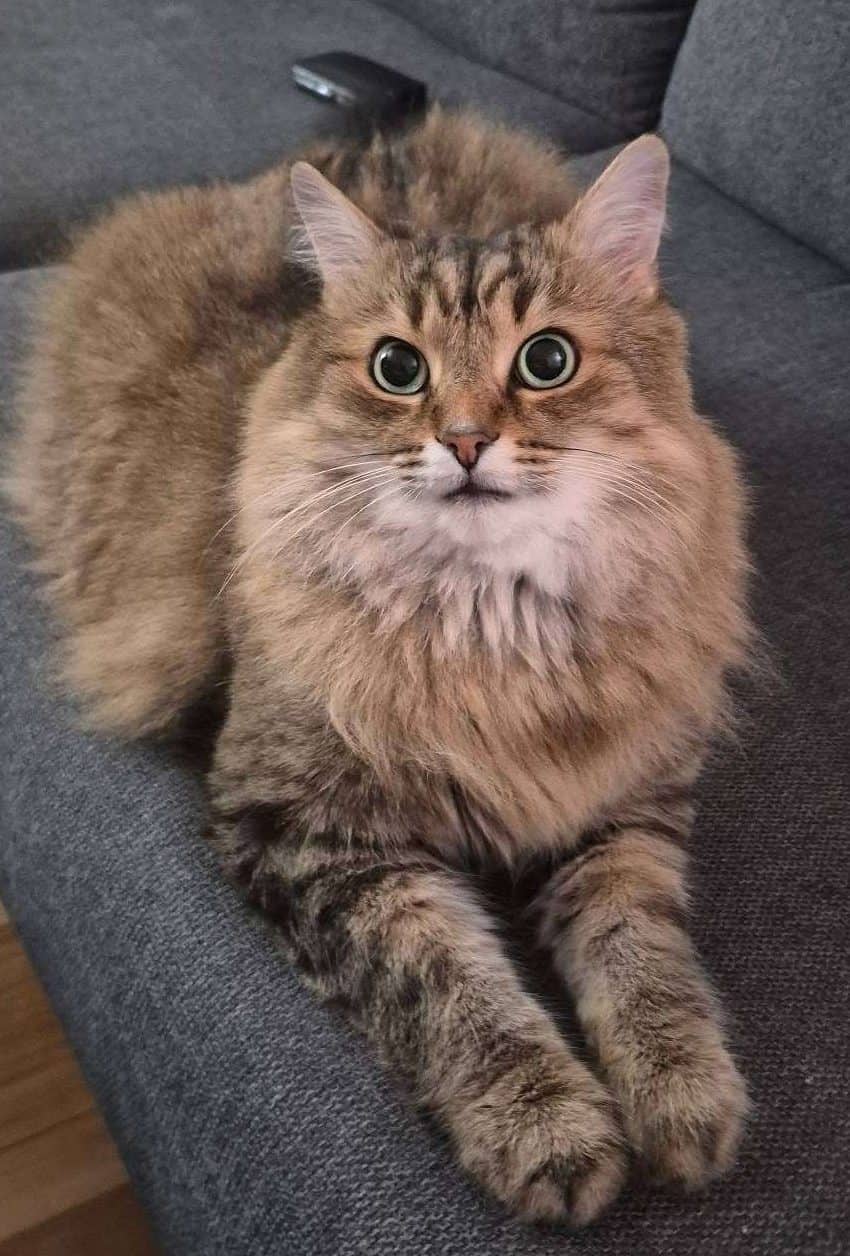 Teddy Bear - Domestic Shorthair available for adoption