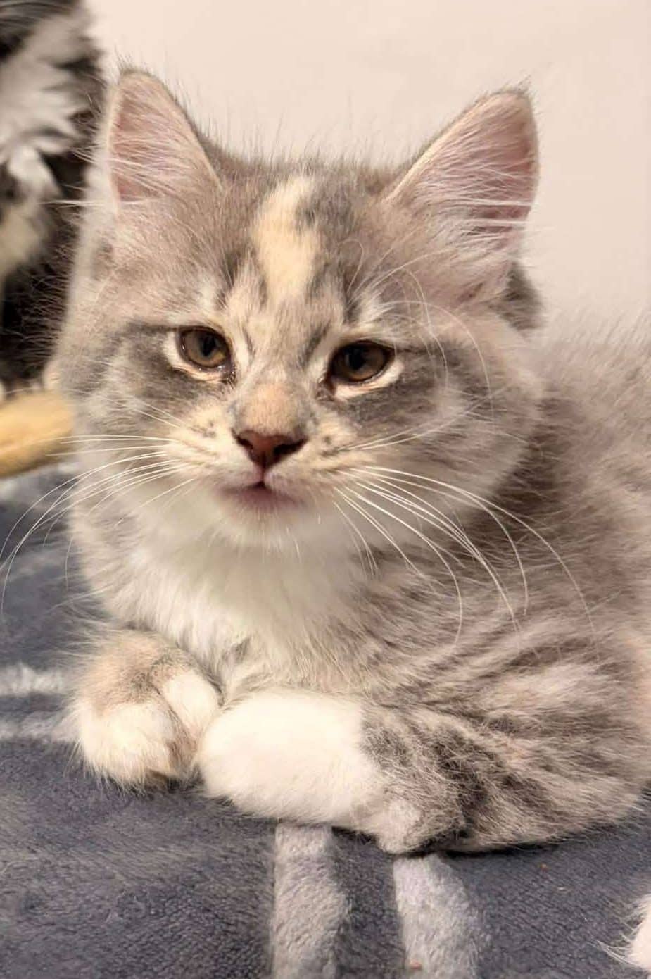 Valencia - Domestic Shorthair cat available for adoption at Furry Tales Cat Rescue in Ottawa