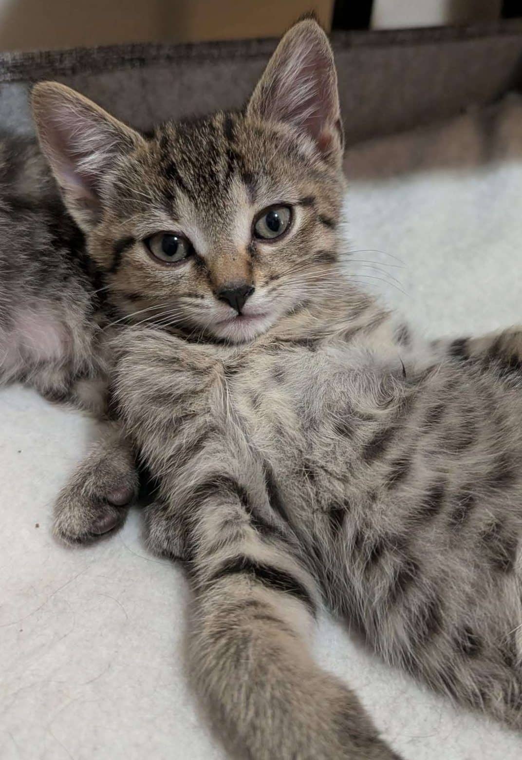 Earth - Domestic Shorthair cat available for adoption at Furry Tales Cat Rescue in Ottawa