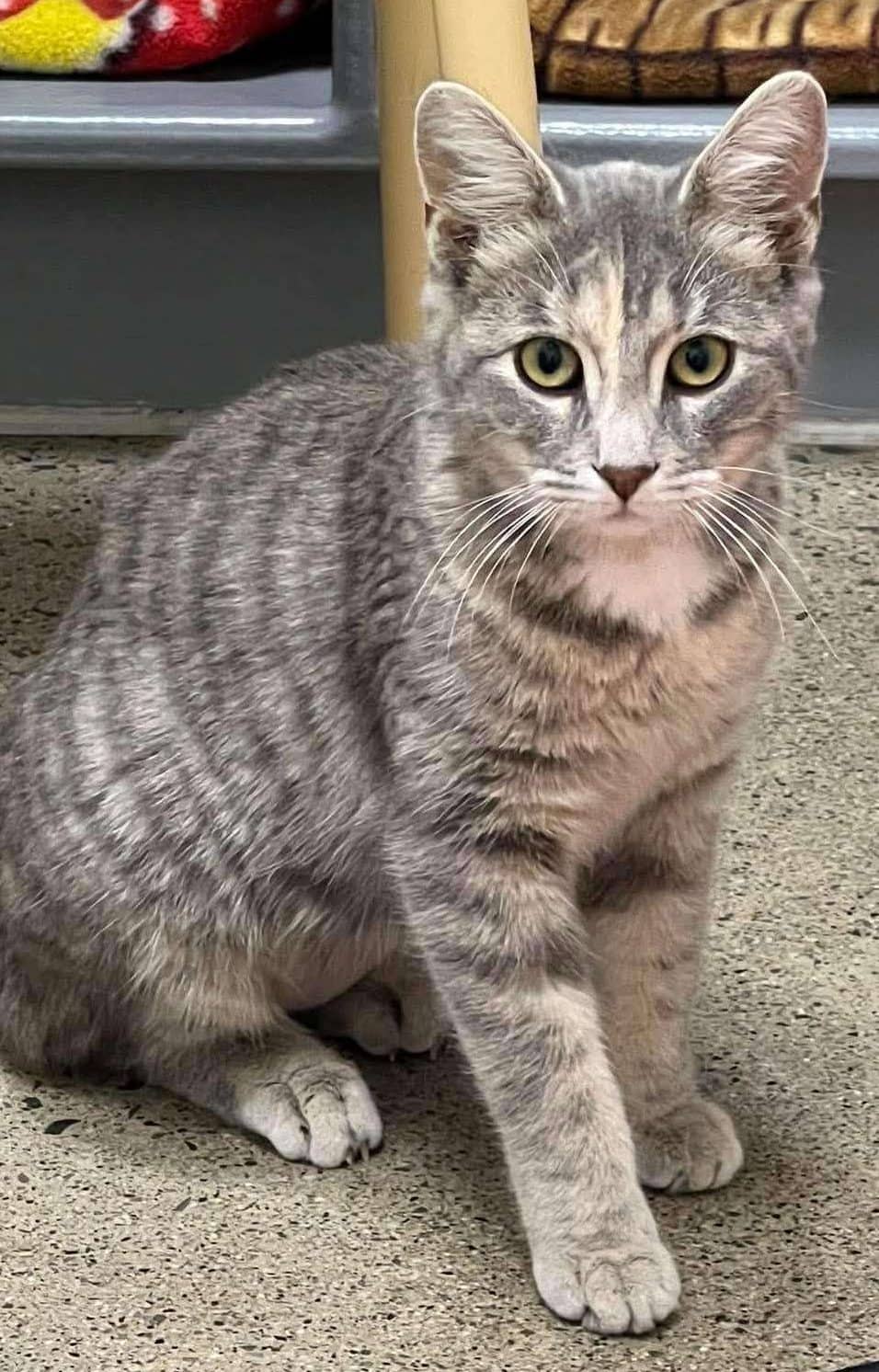 Elara - Domestic Shorthair available for adoption