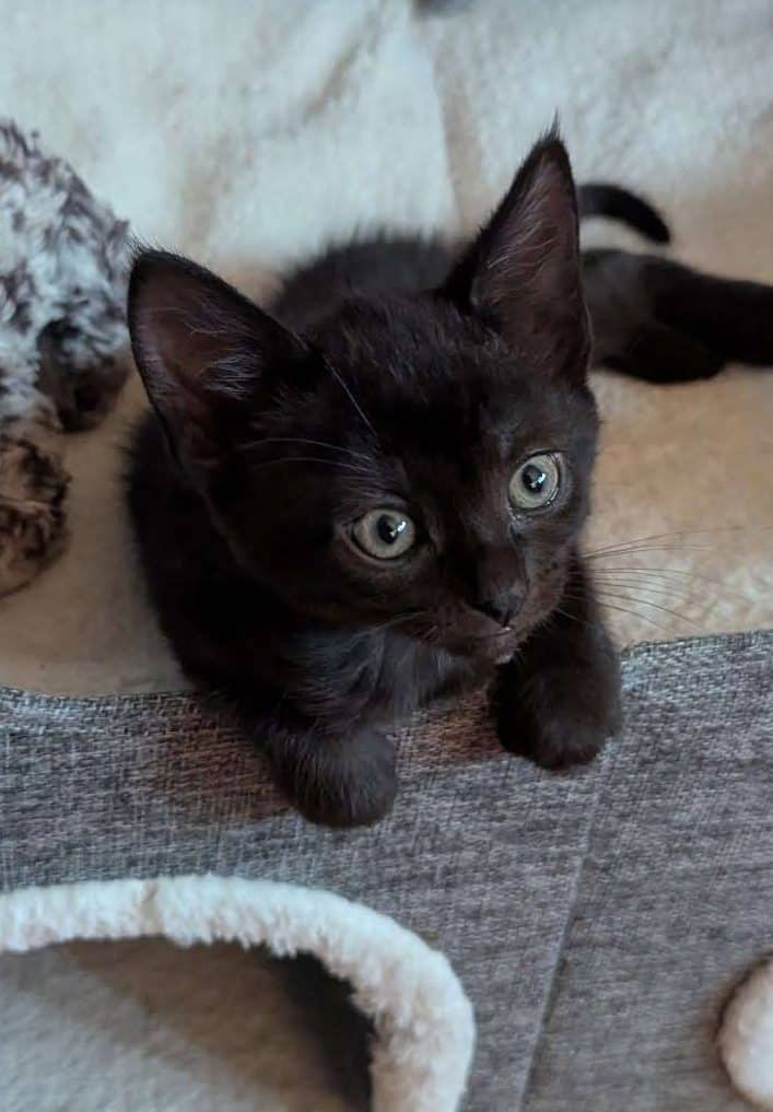 Fire - Domestic Shorthair cat available for adoption at Furry Tales Cat Rescue in Ottawa
