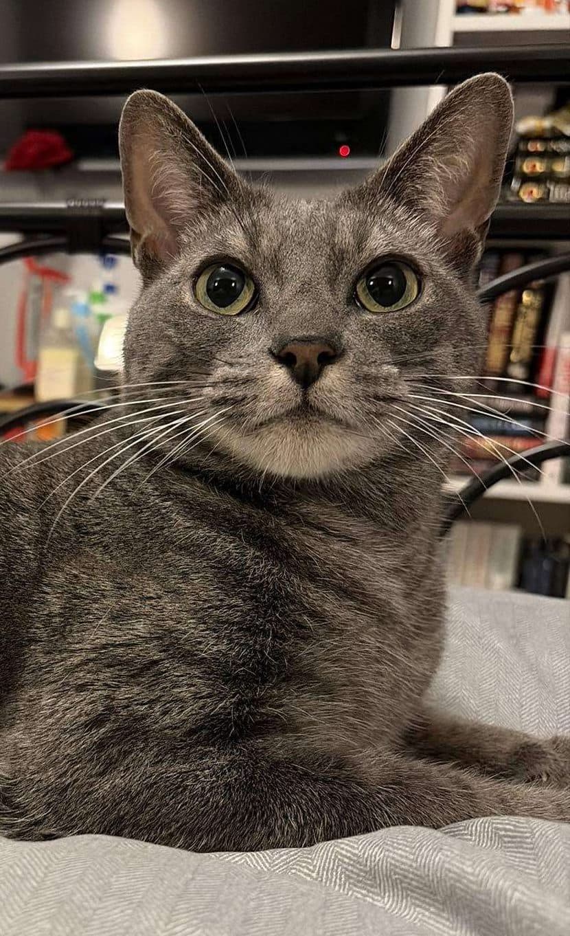 Tubie - Domestic Shorthair cat available for adoption at Furry Tales Cat Rescue in Ottawa