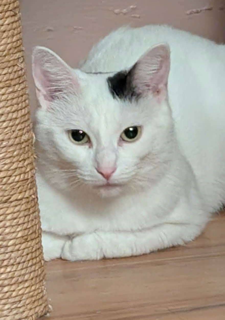 Joanne - Domestic Shorthair available for adoption