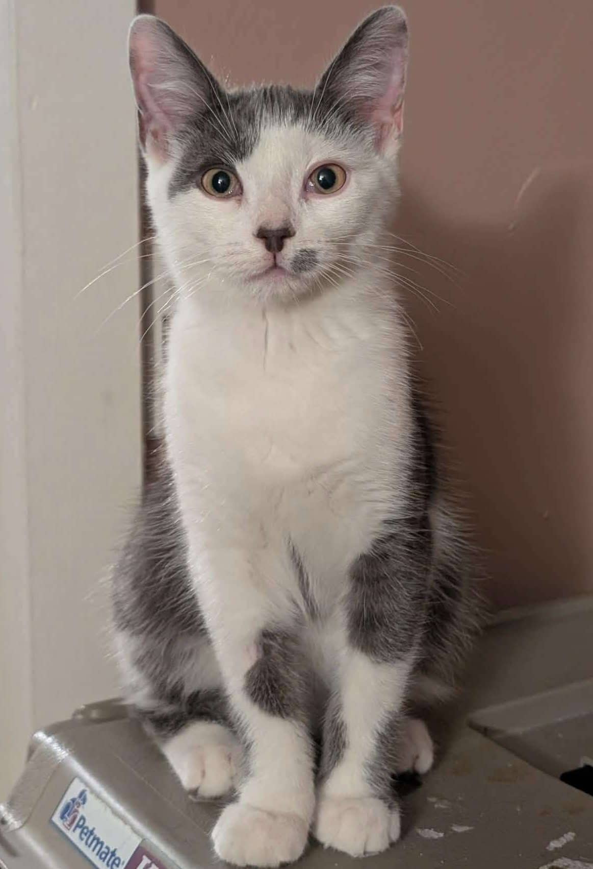 Kennen - Domestic Shorthair available for adoption