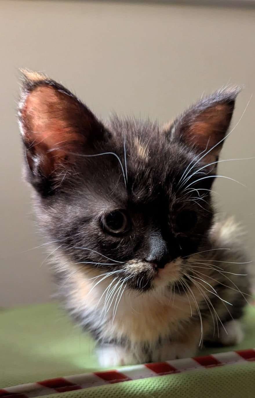 Sassy - Domestic Shorthair cat available for adoption at Furry Tales Cat Rescue in Ottawa