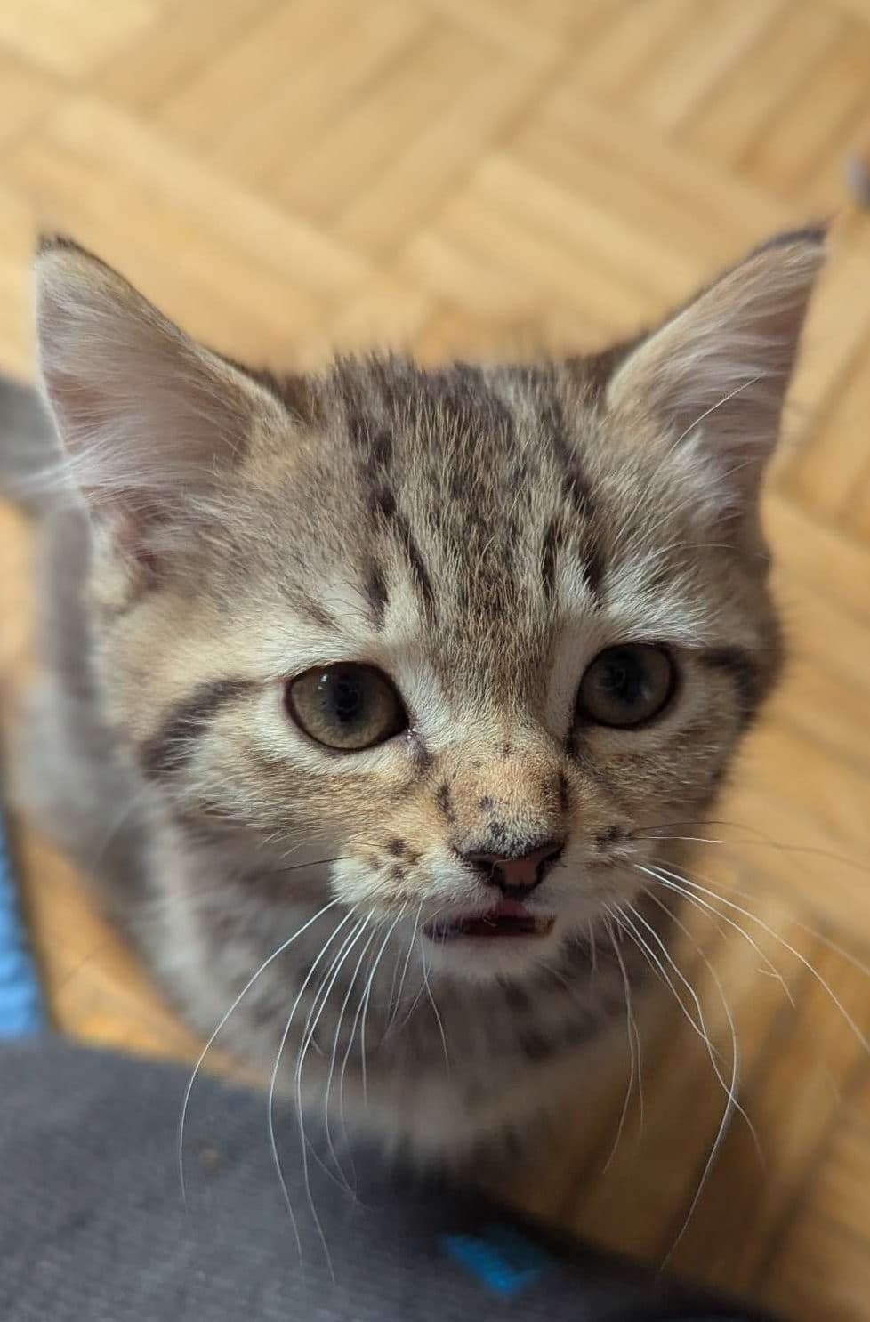 Sparkle - Domestic Shorthair cat available for adoption at Furry Tales Cat Rescue in Ottawa