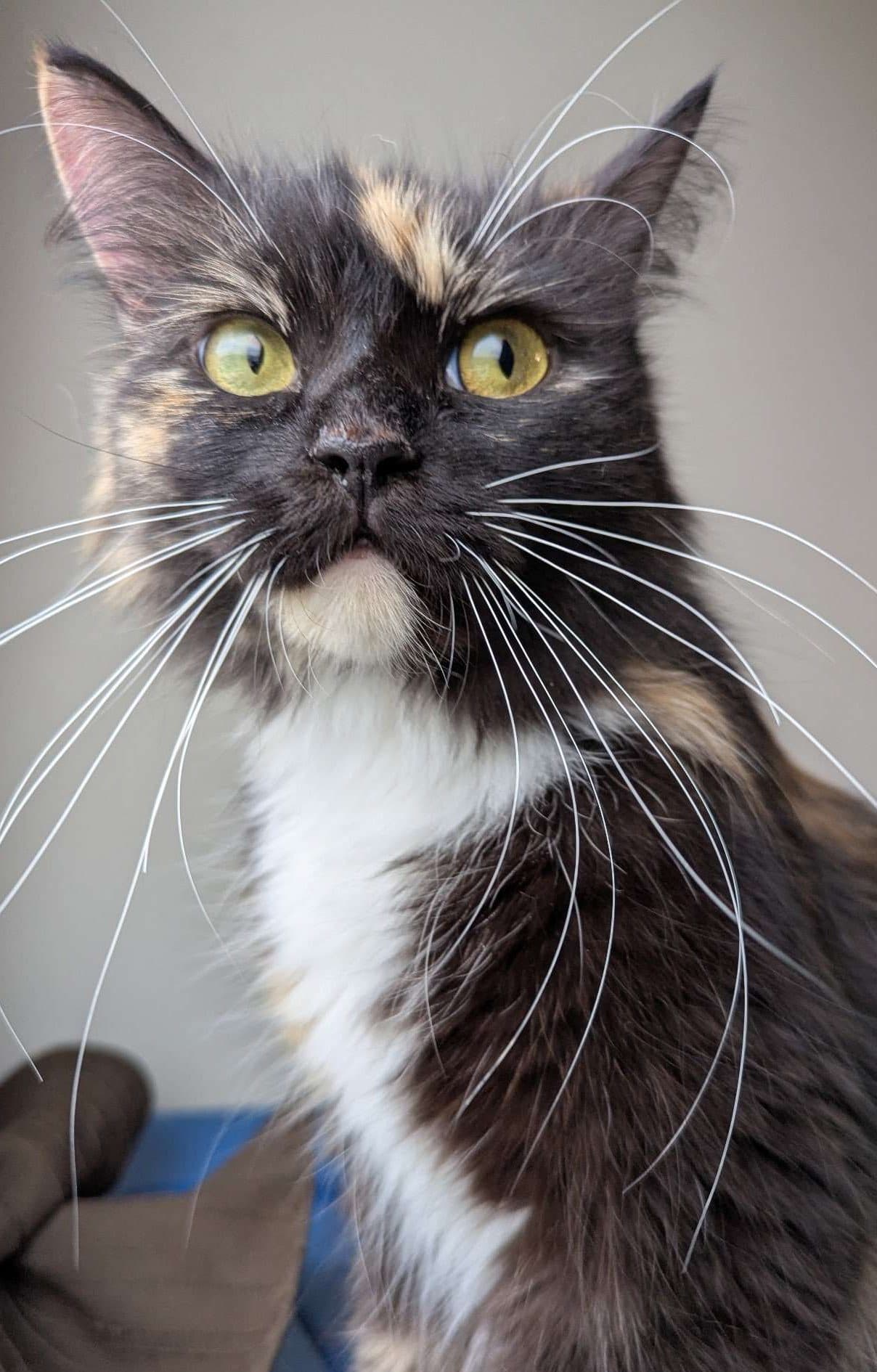 Suki - Domestic Shorthair cat available for adoption at Furry Tales Cat Rescue in Ottawa
