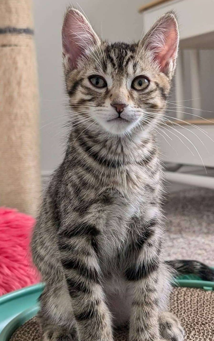 Hermes - Domestic Shorthair cat available for adoption at Furry Tales Cat Rescue in Ottawa