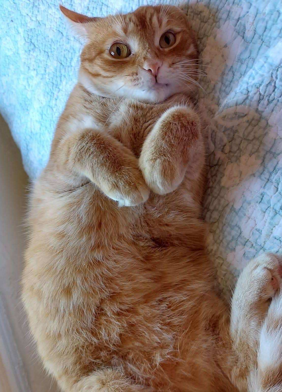 Mentos - Domestic Shorthair available for adoption