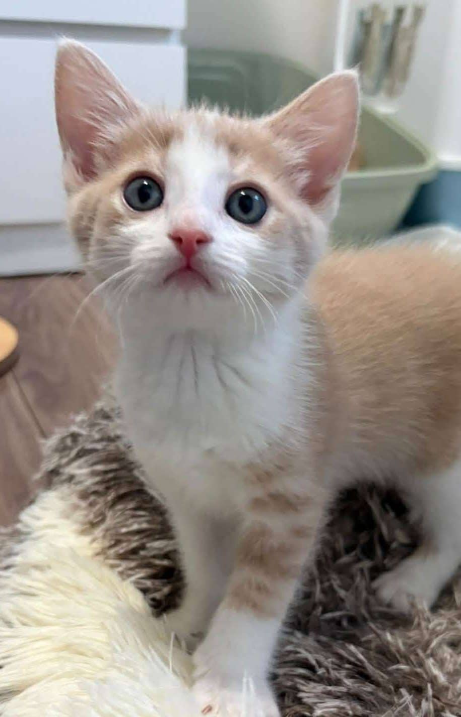 Acorn - Domestic Shorthair cat available for adoption at Furry Tales Cat Rescue in Ottawa