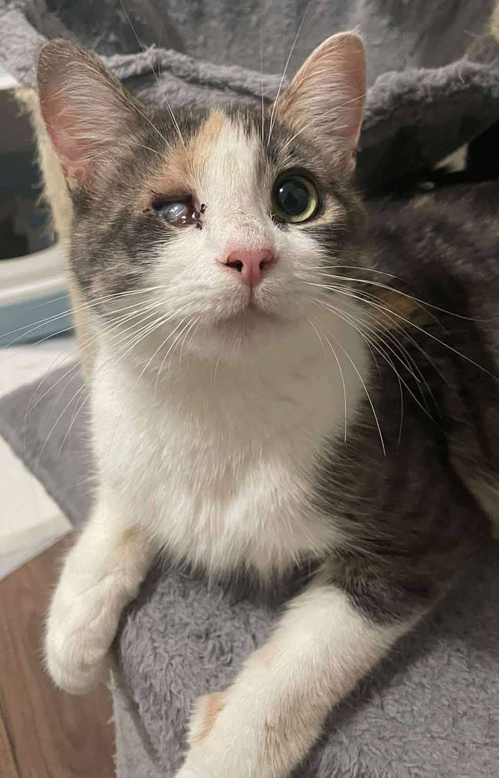 Patch - Domestic Shorthair cat available for adoption at Furry Tales Cat Rescue in Ottawa