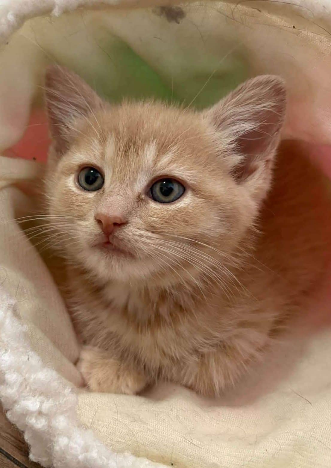 Socks - Domestic Shorthair cat available for adoption at Furry Tales Cat Rescue in Ottawa