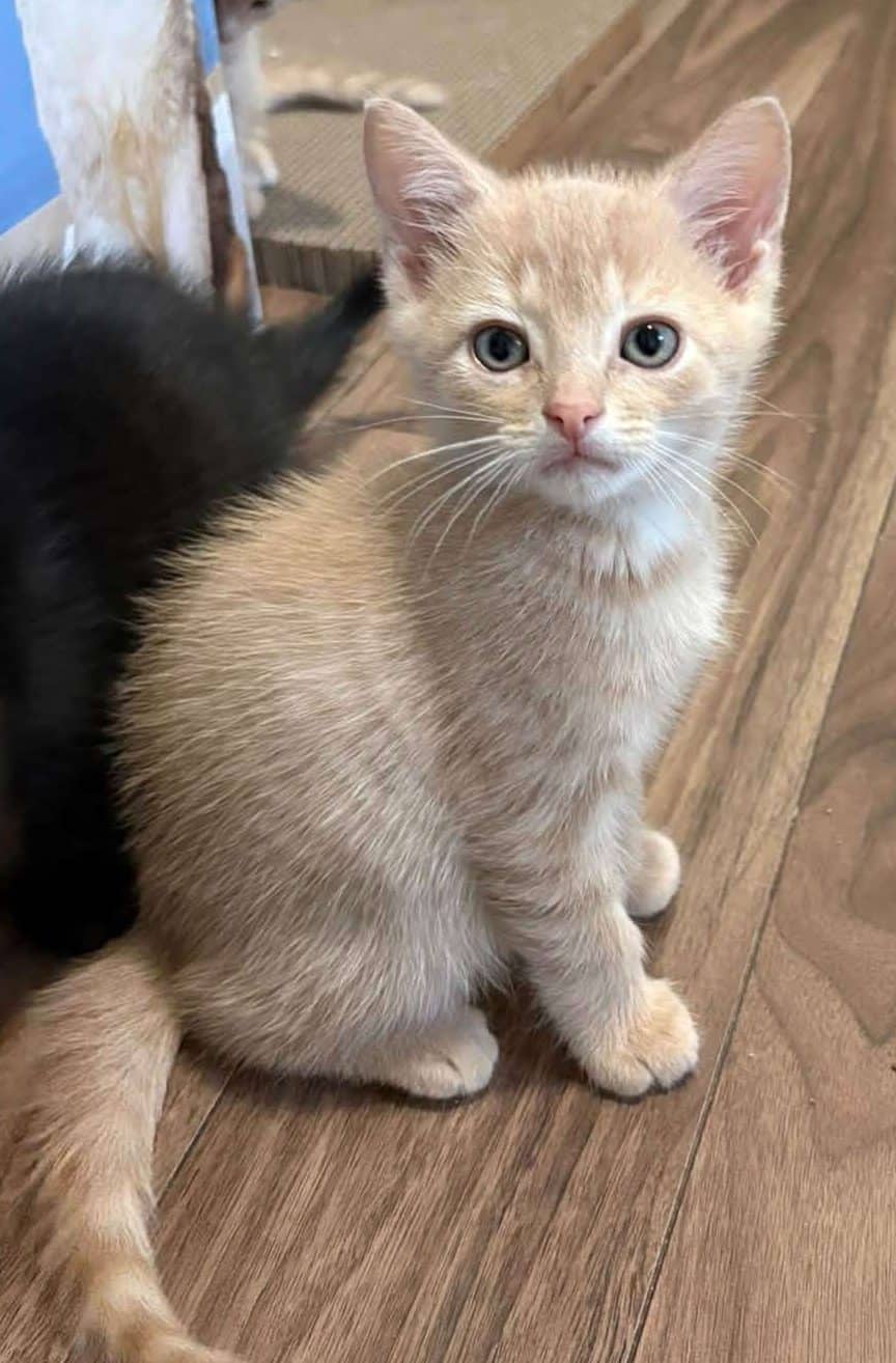 Toes - Domestic Shorthair cat available for adoption at Furry Tales Cat Rescue in Ottawa