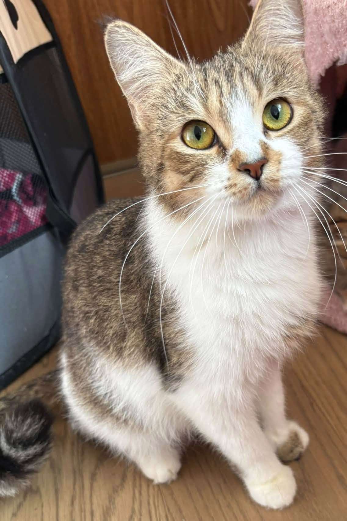Pip - Domestic Shorthair cat available for adoption at Furry Tales Cat Rescue in Ottawa