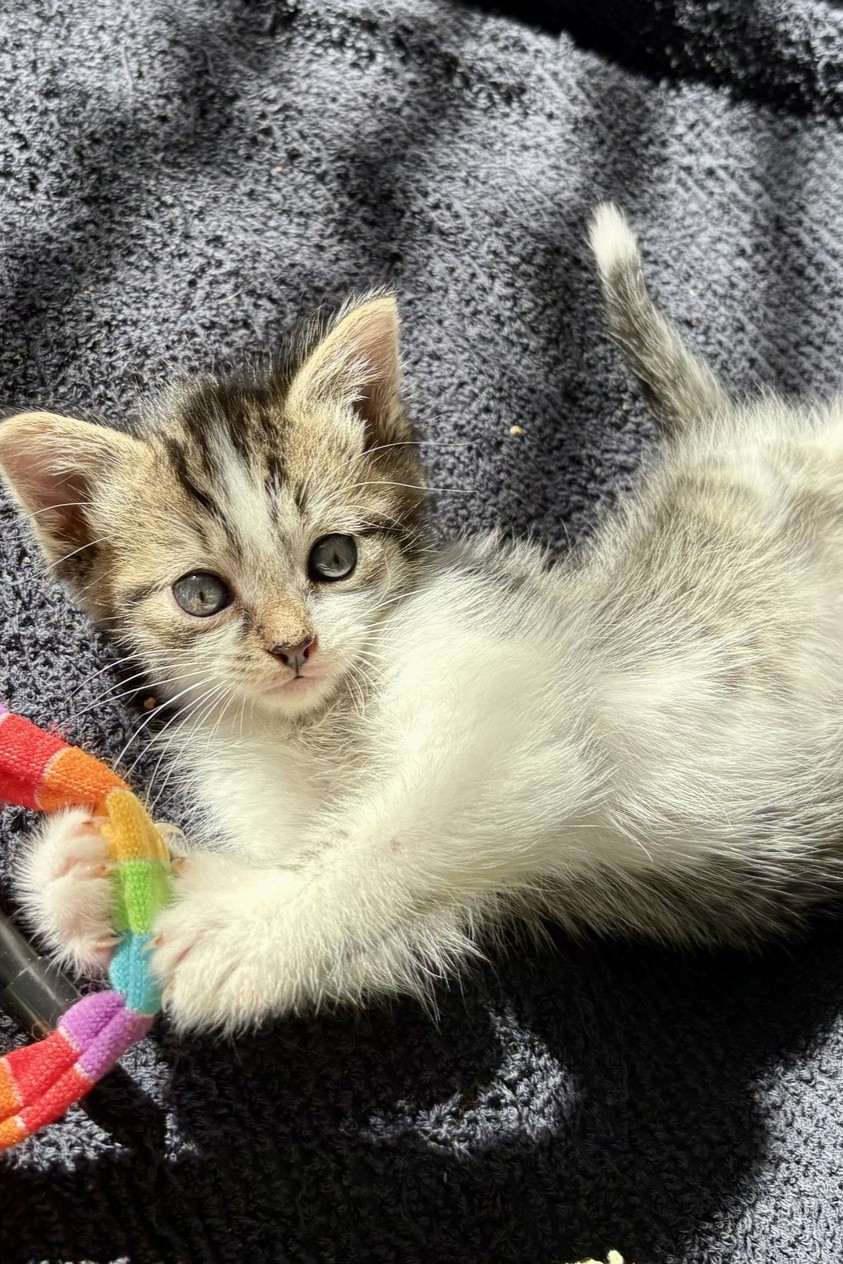 Bo - Domestic Shorthair cat available for adoption at Furry Tales Cat Rescue in Ottawa