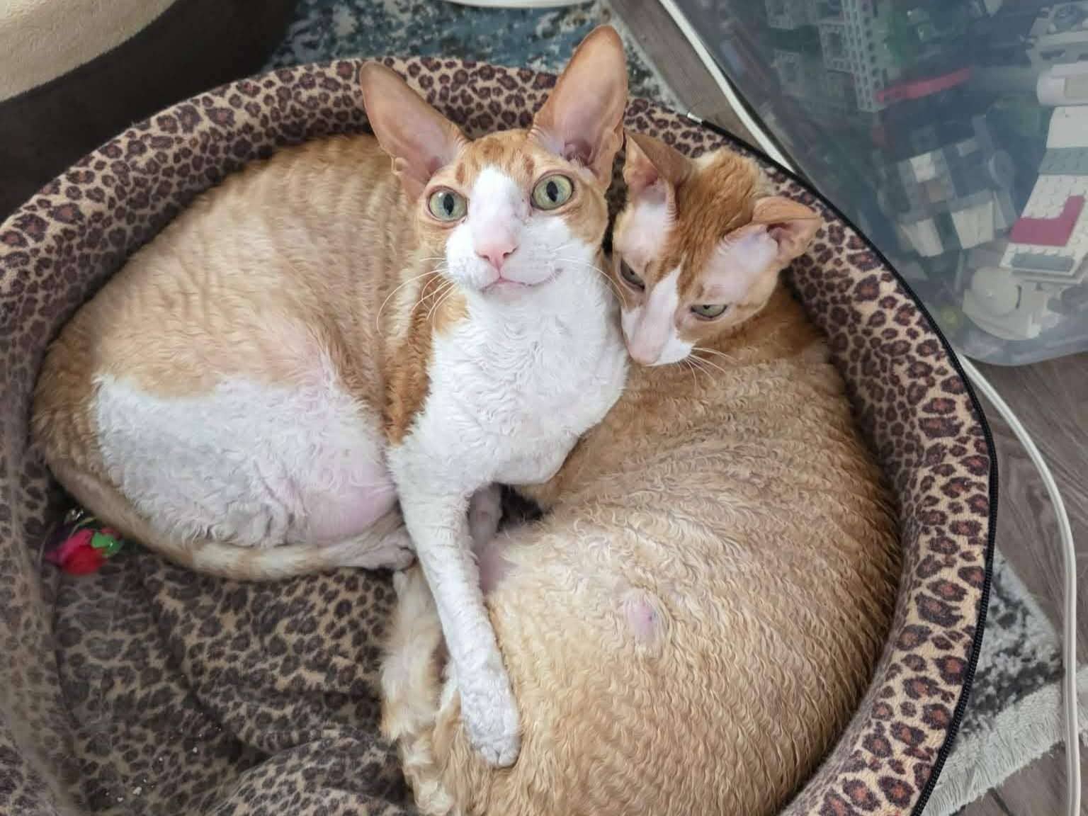 Max - Domestic Shorthair available for adoption