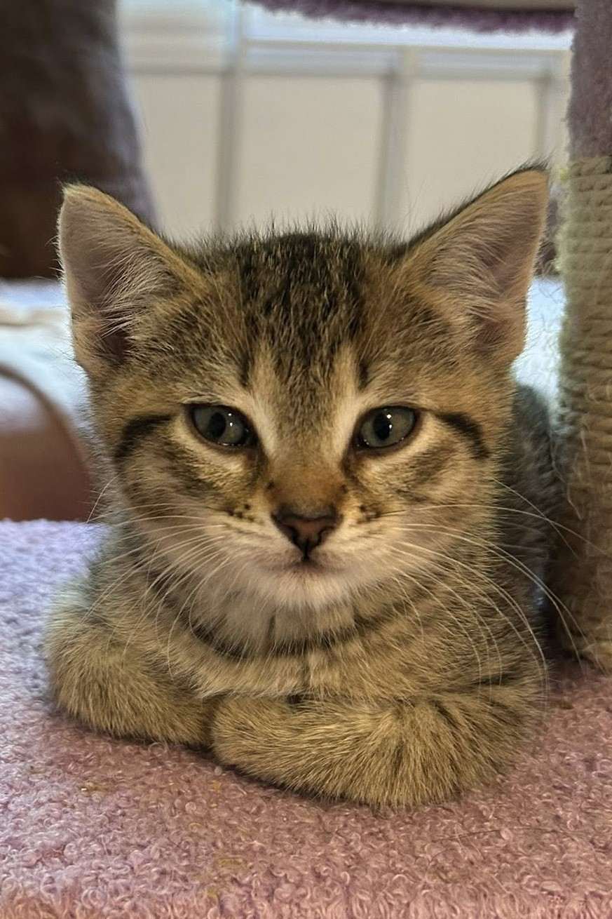 Melon - Domestic Shorthair cat available for adoption at Furry Tales Cat Rescue in Ottawa