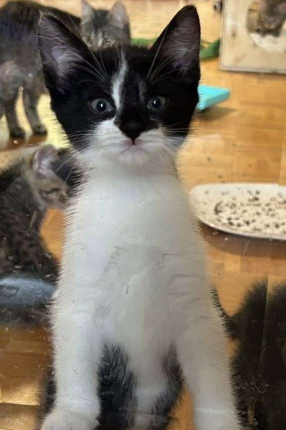 Panda - Domestic Shorthair cat available for adoption at Furry Tales Cat Rescue in Ottawa