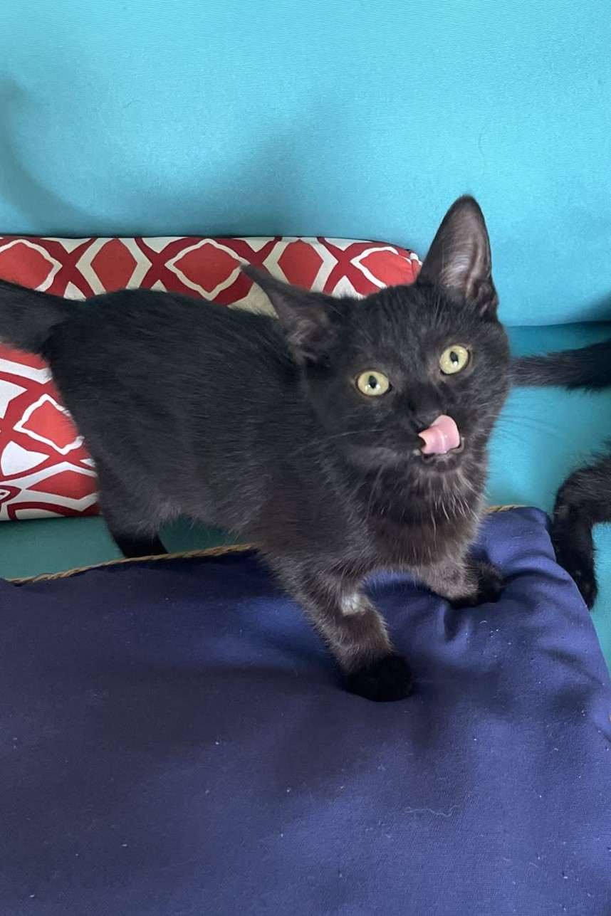 Betsy - Domestic Shorthair cat available for adoption in Calgary