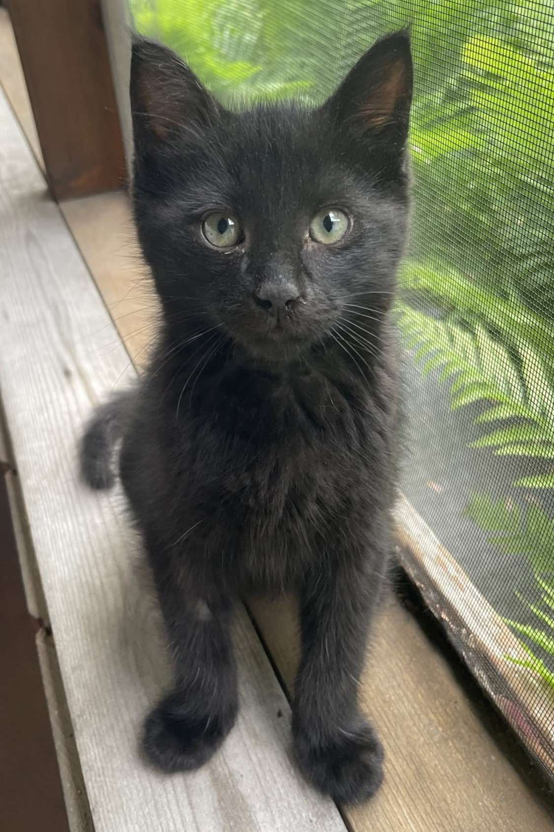 Biff - Domestic Shorthair cat available for adoption in Calgary