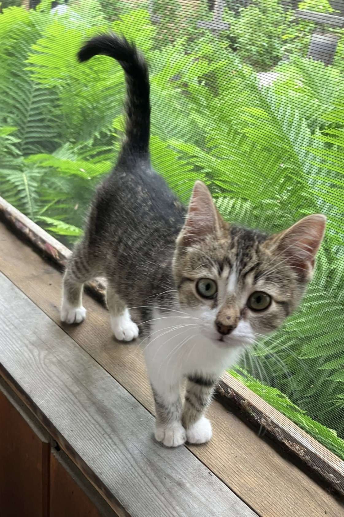 Barney - Domestic Shorthair cat available for adoption in Calgary