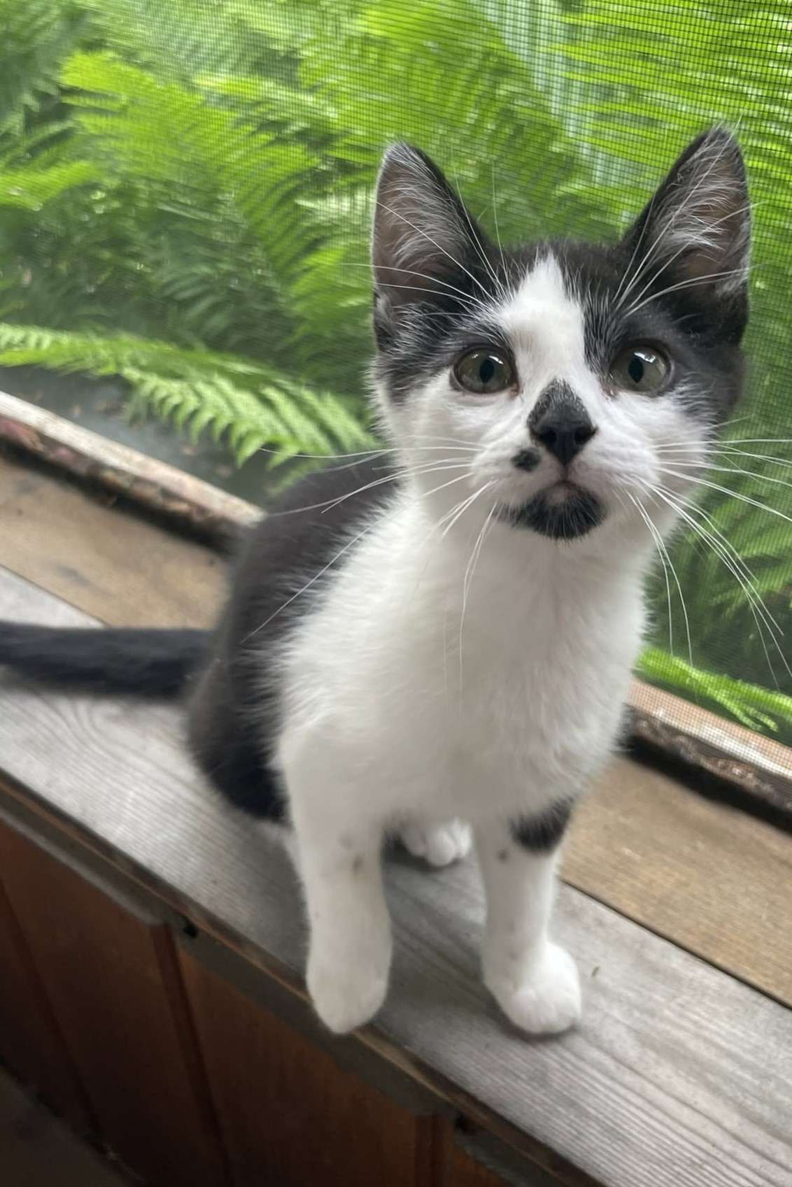 Barry - Domestic Shorthair cat available for adoption in Calgary