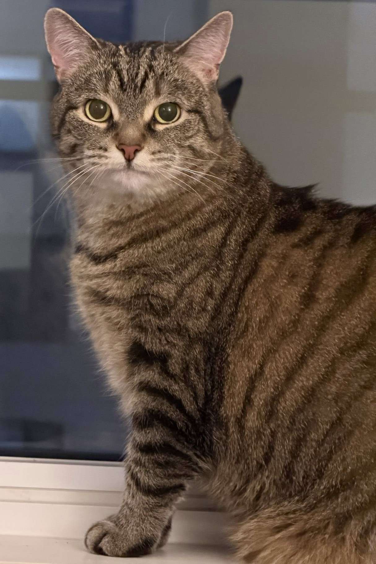 Mocha - Domestic Shorthair available for adoption