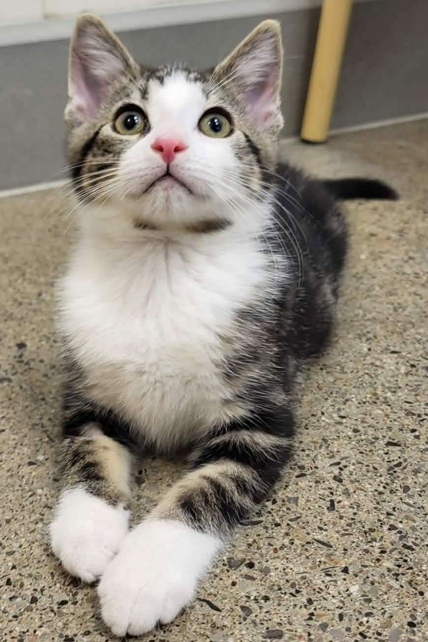 Chai - Domestic Shorthair available for adoption