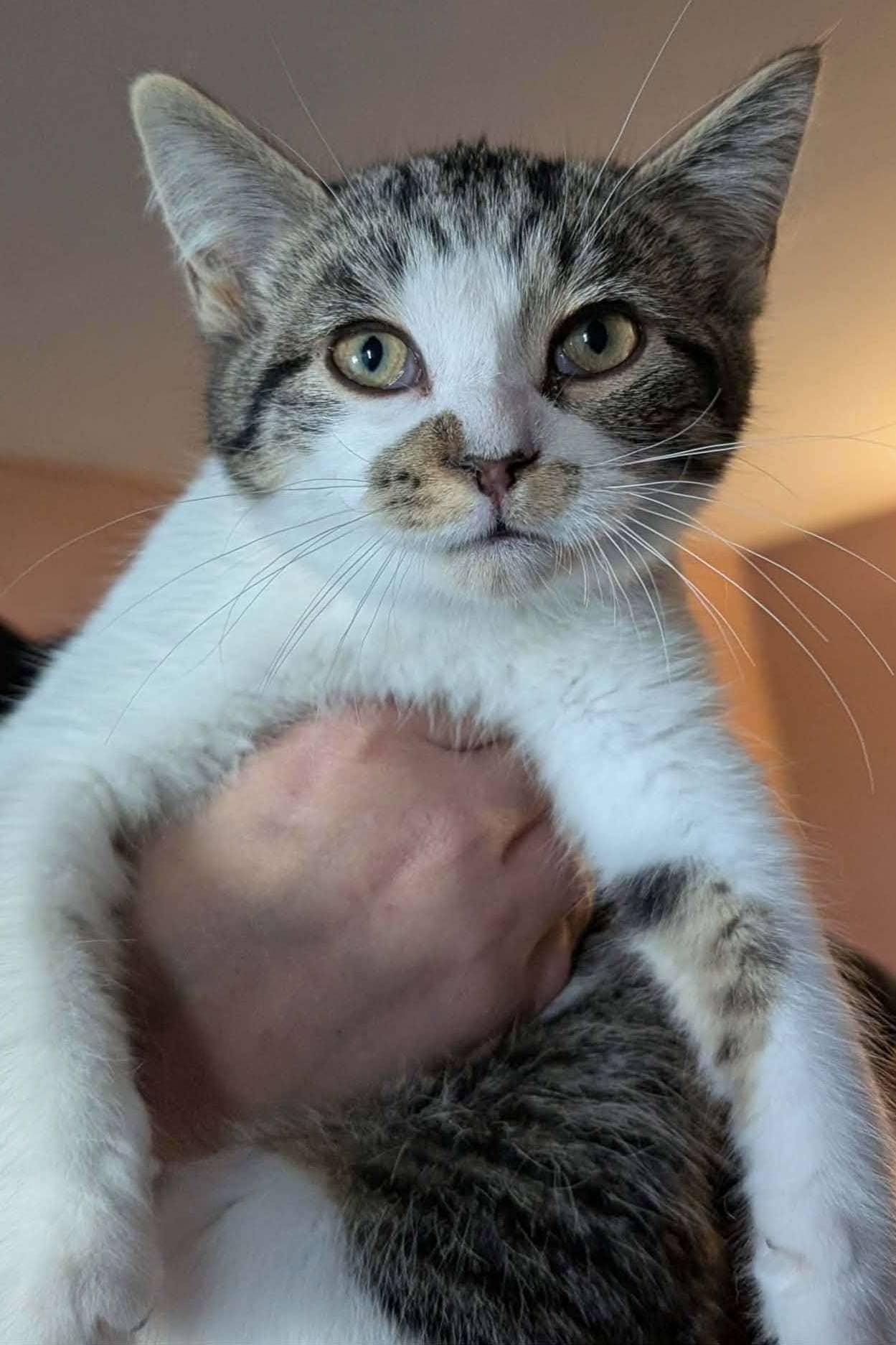 Akali - Domestic Shorthair available for adoption